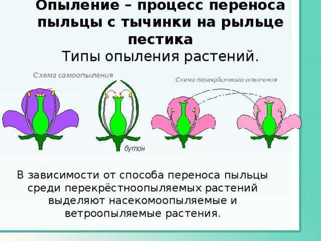 Схема опыления биология 6 класс