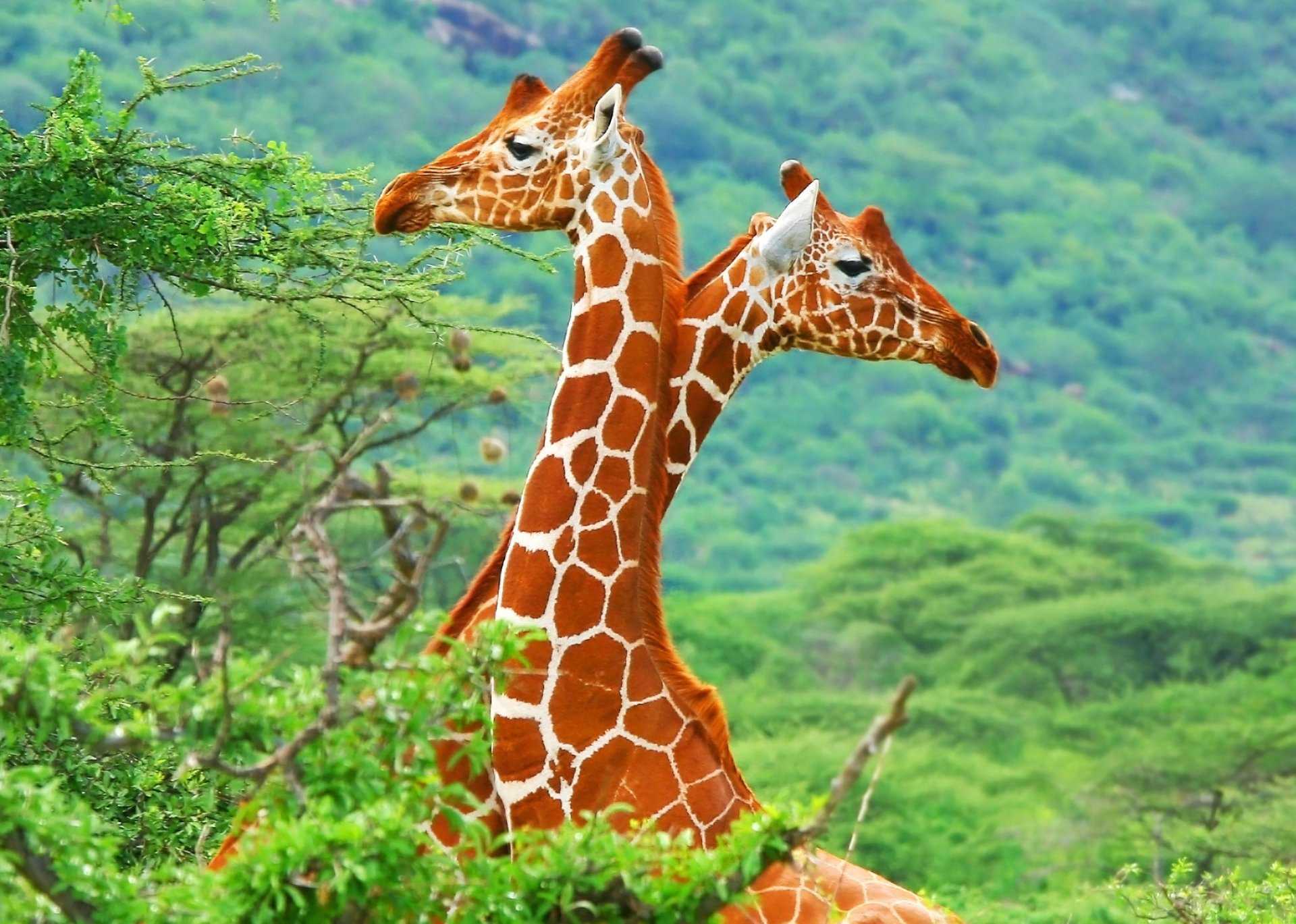 Жирафы – описание, ареал, питание, поведение, размножение и подвиды