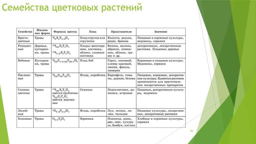 План описания растения 6 класс биология