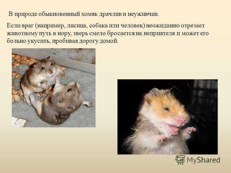 Обыкновенный хомяк: описание, интересные факты, отзывы и фото