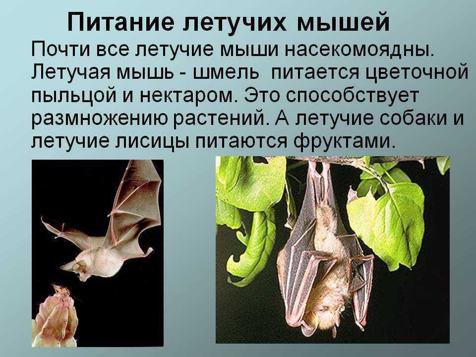 Летучая мышь – фото, описание, виды, чем питается, где обитает