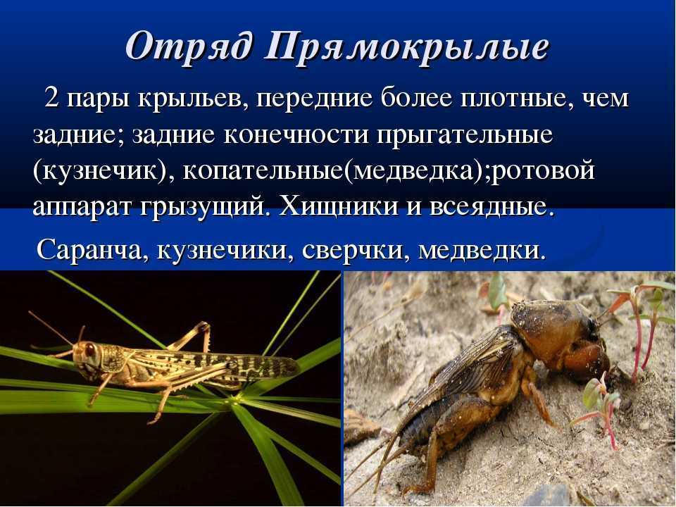 Прямокрылые насекомые представители