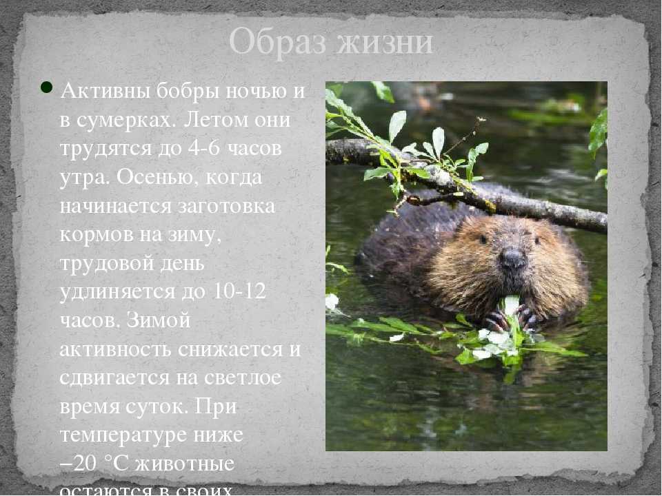 Доклад-сообщение бобры 4 класс