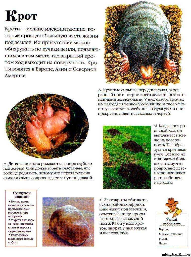 Рассказ про крота, 3 класс. окружающий мир