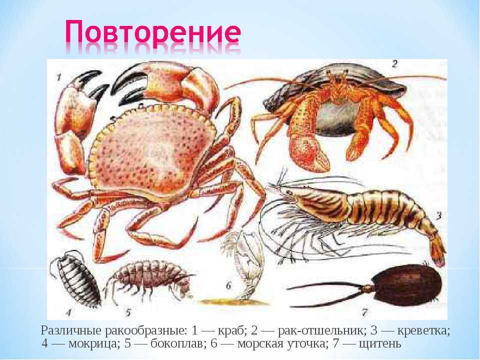 Класс ракообразные: строение, системы органов, значение в природе