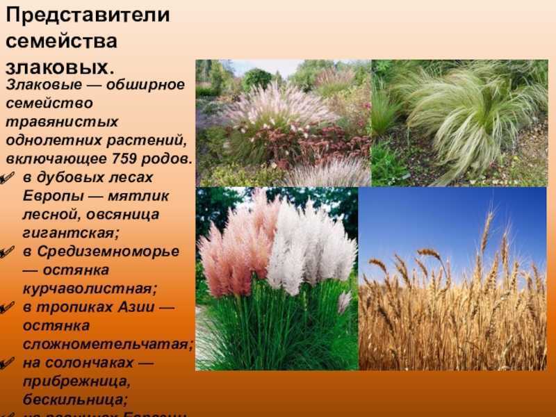 Зерновые культуры фото с описанием и названием. описание злаковых культур и их значение для человека