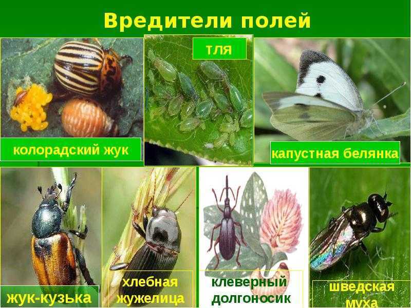 Насекомые-вредители - виды, описание и меры борьбы
