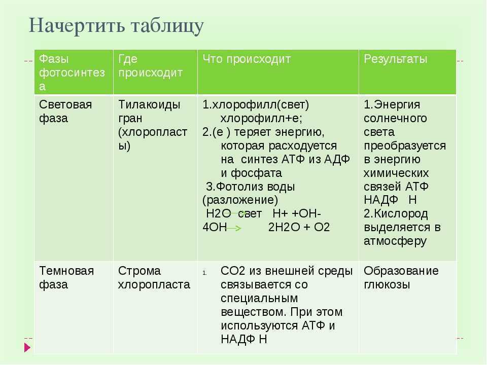 Фазы фотосинтеза схема