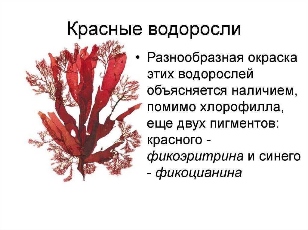 Красные водоросли - что содержат, представители, строение, использование