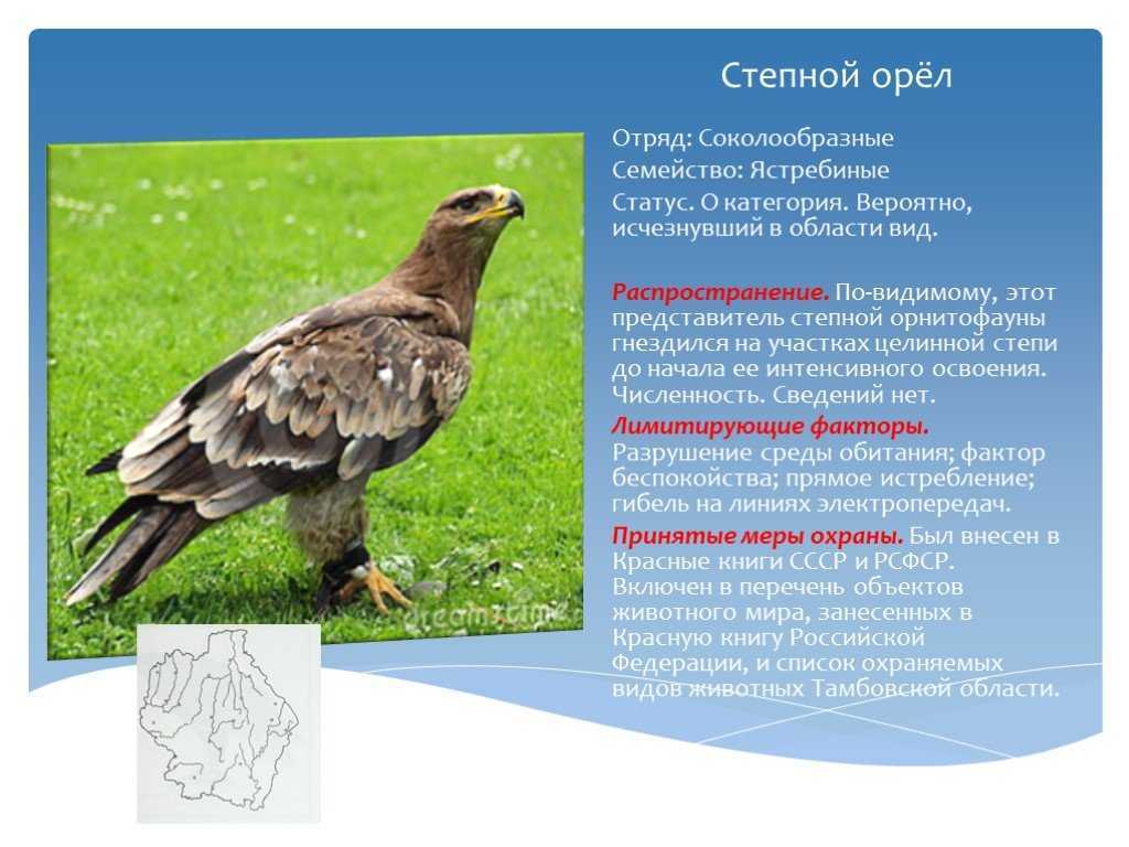 Степной орел