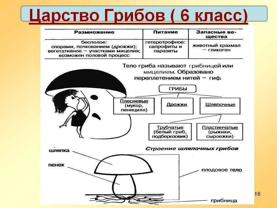 Грибы: строение, питание, размножение | 5 класс