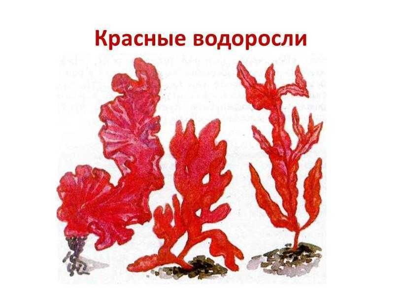 Красные водоросли. Красные водоросли рисунок. Споры красных водорослей. Почему красные водоросли красные.