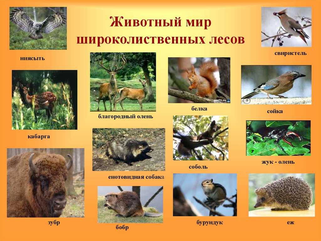 Какие организмы обитают в лесу. Зона широколиственных лесов животные. Животный мир смешанных лесов и широколиственных лесов в России. Животные зоны широколиственных лесов России. Зона смешанные и широколиственные леса животные.