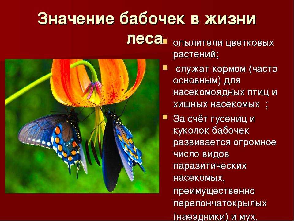 Что едят бабочки? чем питаются бабочки в природе.