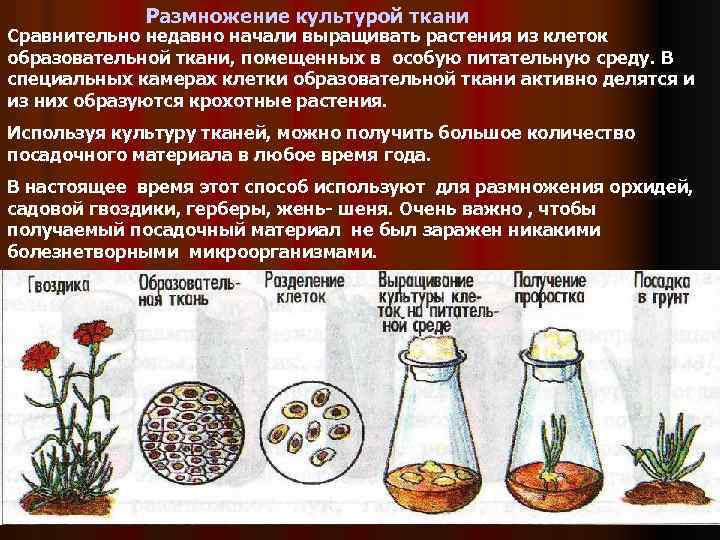Шиповник описание, свойства, применение