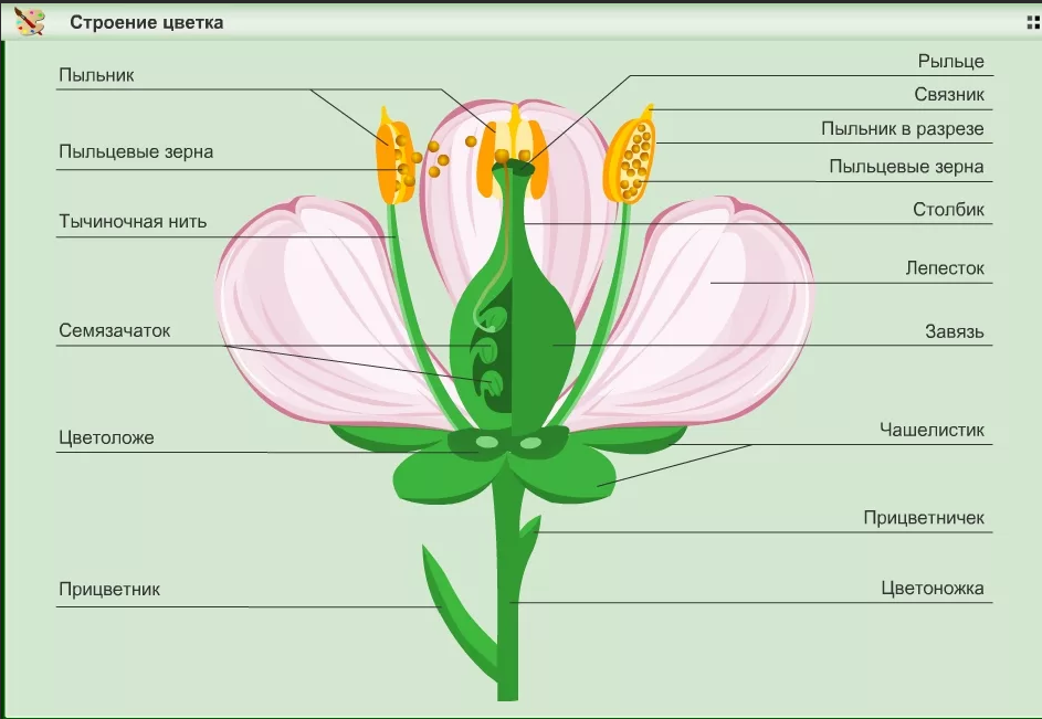 Органы покрытосеменных растений схема