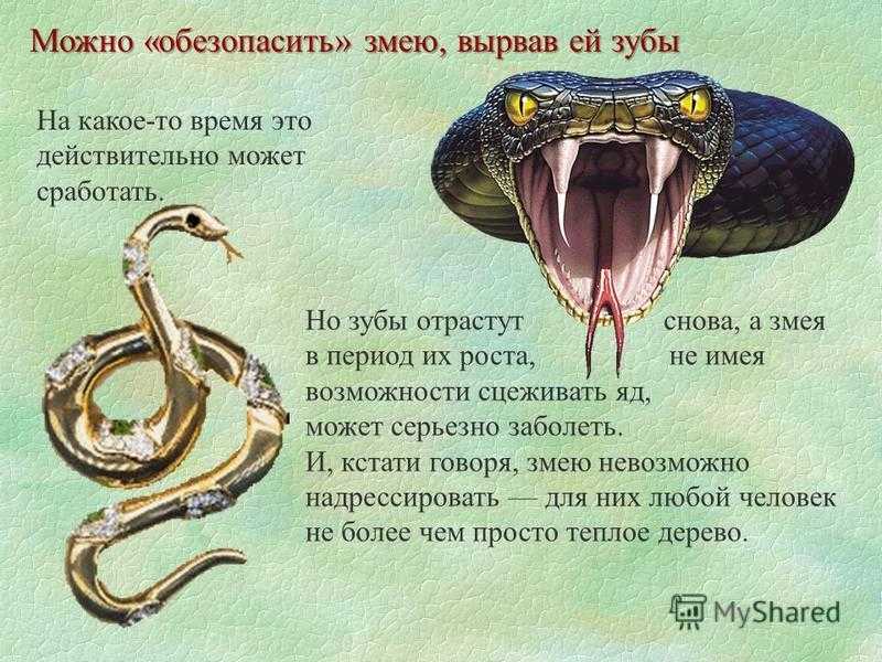 Доклад на тему змеи сообщение