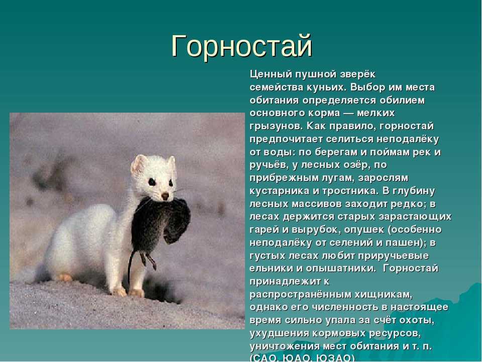 Горностай животное. описание, особенности, образ жизни и среда обитания горностая | живность.ру