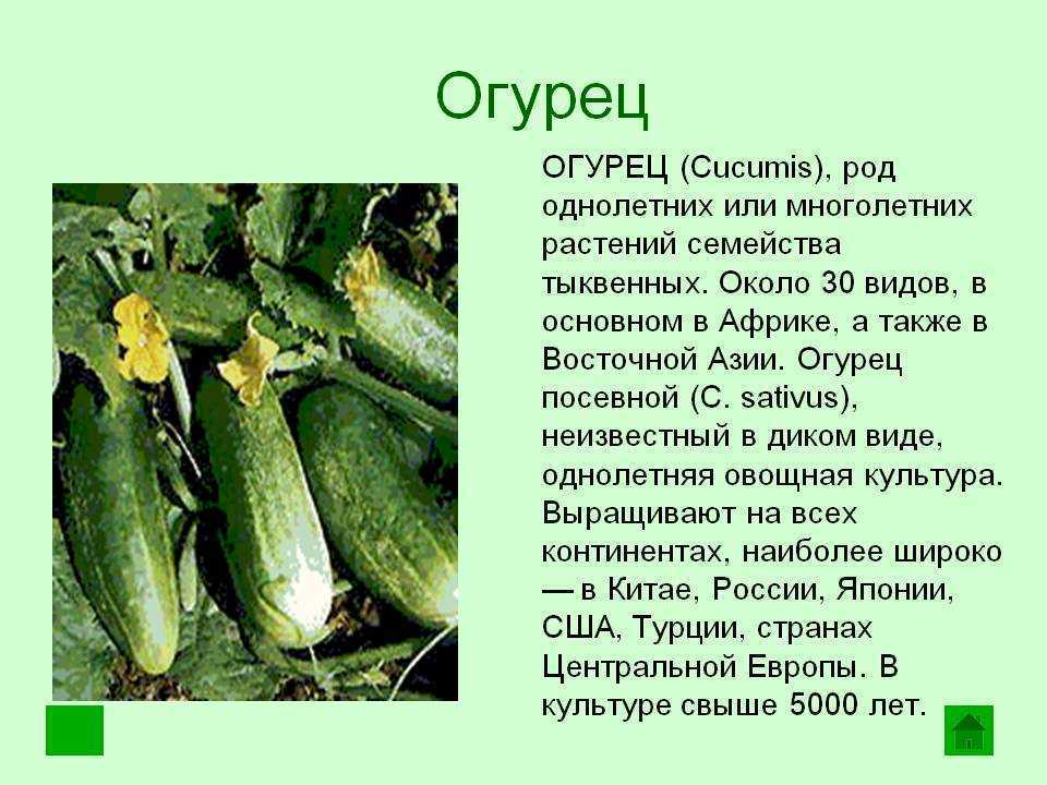 Культурные растения: сорта, примеры растений, травы, деревья, кустарники