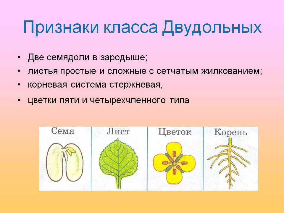 Укажите признаки двудольных растений ответ