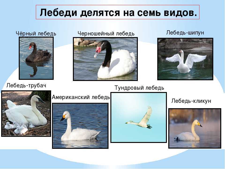 Описание лебедя шипуна из красной книги