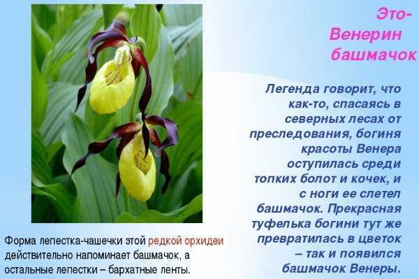 Венерин башмачок краткое описание для детей расскажет как выглядит растения Описание венериного башмачка, который занесен в красную книгу