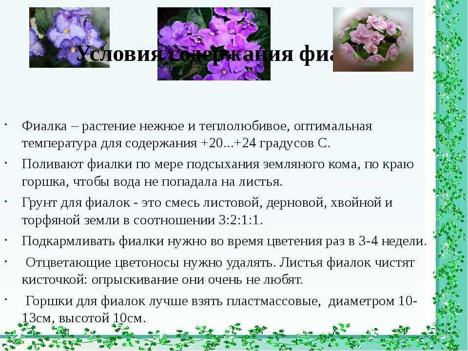 Описание и фото цветка фиалка лесная. советы экспертов по выращиванию и уходу