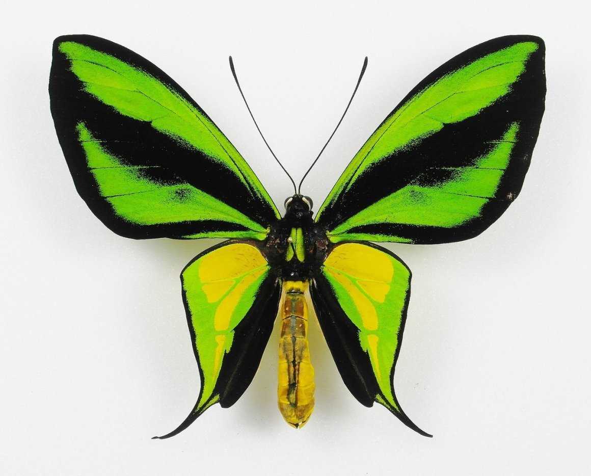 Бабочка королева александра птичье крыло. ornithoptera alexandrae — музей живых бабочек тропический рай. замечания по охране