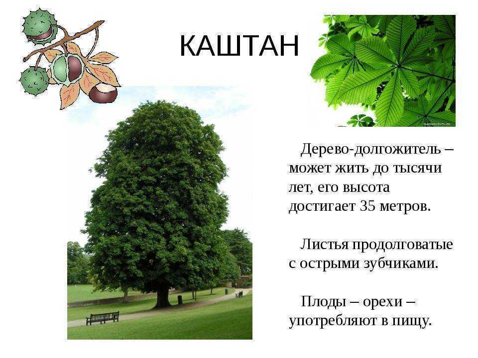 Каштан интересные факты. интересно о каштане | интересные факты