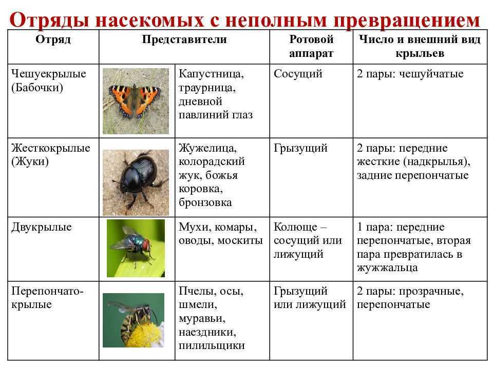 Чем питаются жуки в природе и домашних условиях?