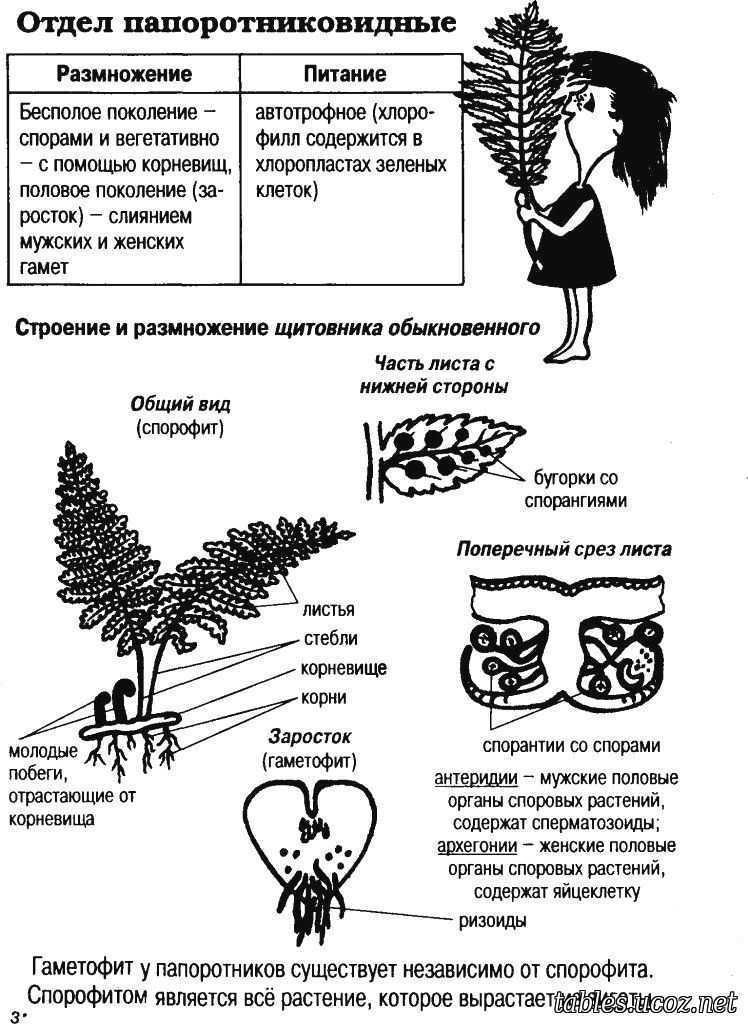 Спор органов растений. Папоротники строение и размножение. Строение и размножение щитовника обыкновенного. Отдел Папоротниковидные строение папоротников. Размножение папоротников схема ЕГЭ.