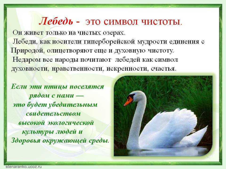 Виды лебедей: описание пород
