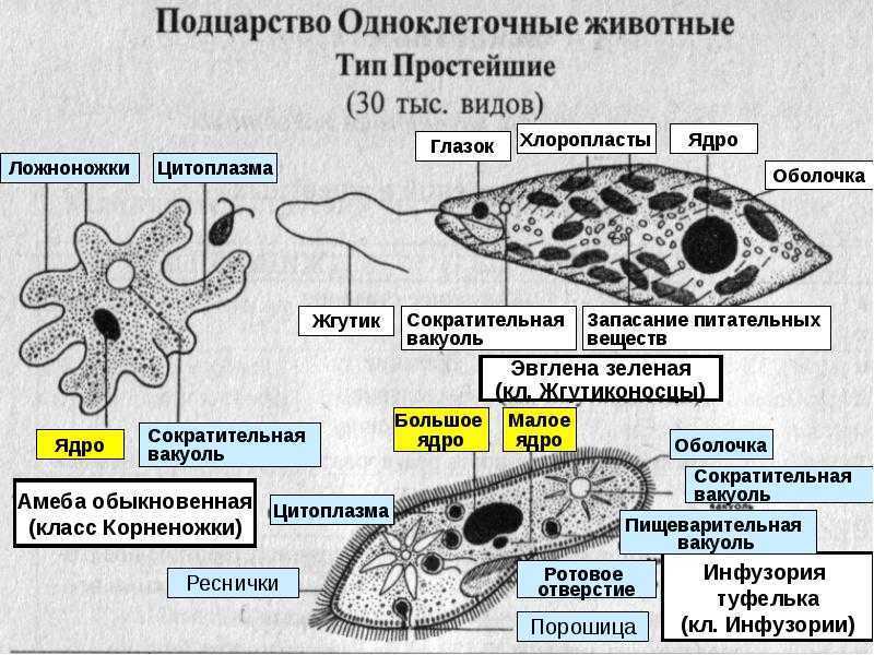 Каждое простейшие одноклеточные