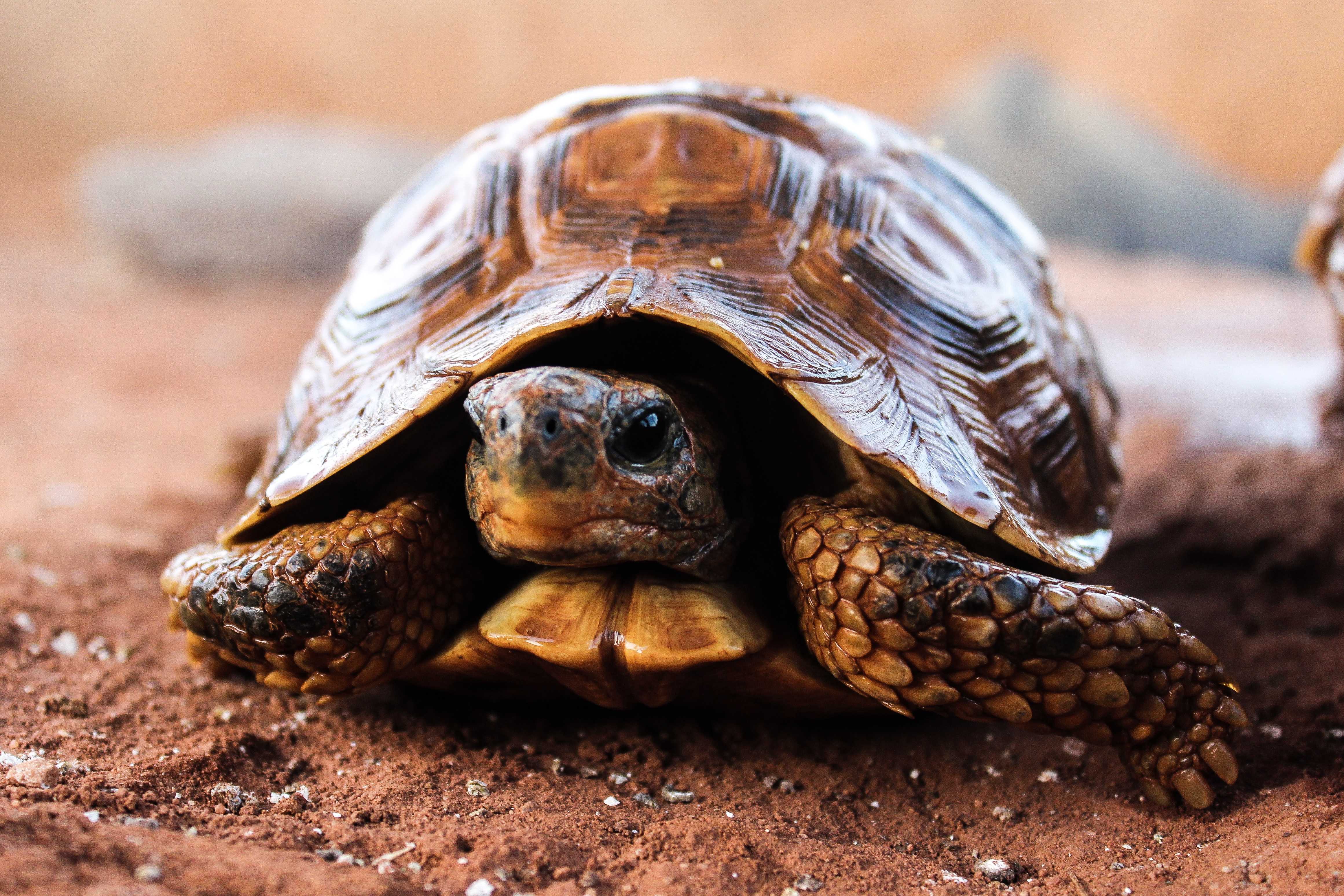 Черепахи много. Желтоголовая черепаха. Взрослая Среднеазиатская черепаха. Черепаха Фитцроя. Какуан черепаха.