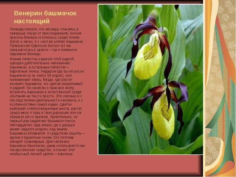 Орхидея венерин башмачок: 17 популярных сортов, уход и размножение