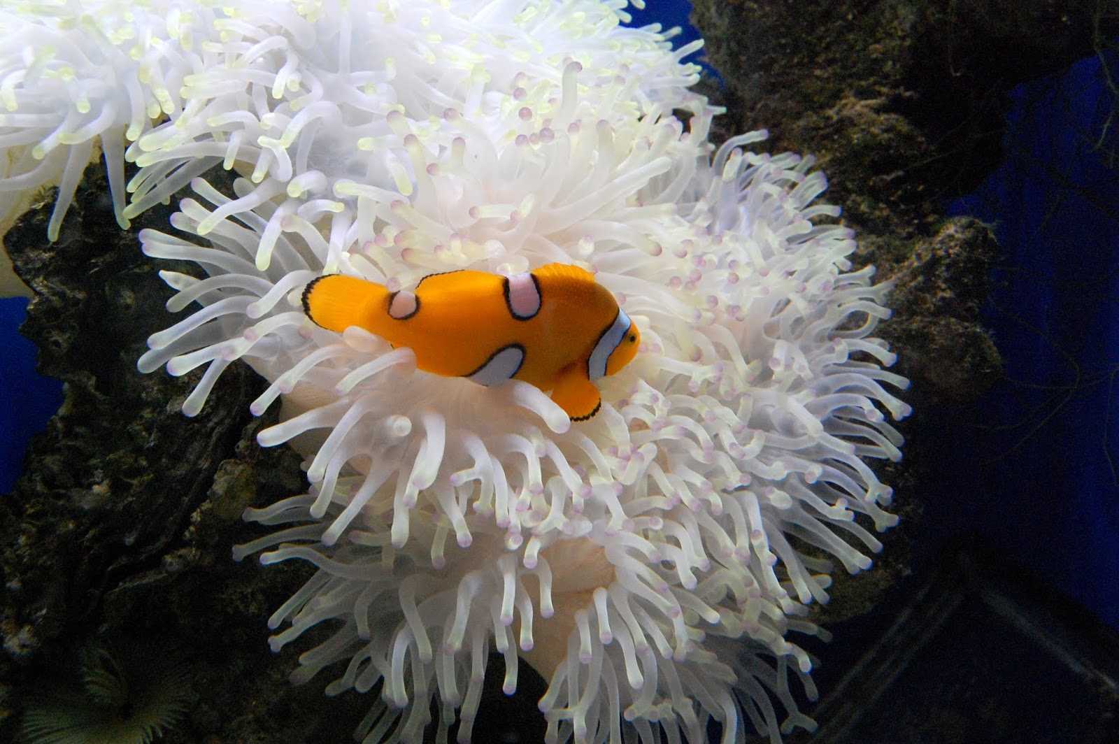 Рыба клоун – как выглядит, где живет, чем питается, уход и содержание в аквариуме и другие интересные факты