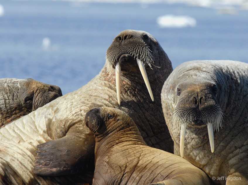 Морж животное. образ жизни и среда обитания моржа