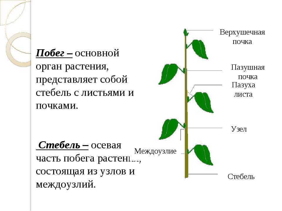 Побег и корень рисунок