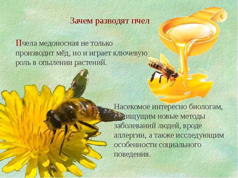 Пчела насекомое. образ жизни и среда обитания пчелы | животный мир