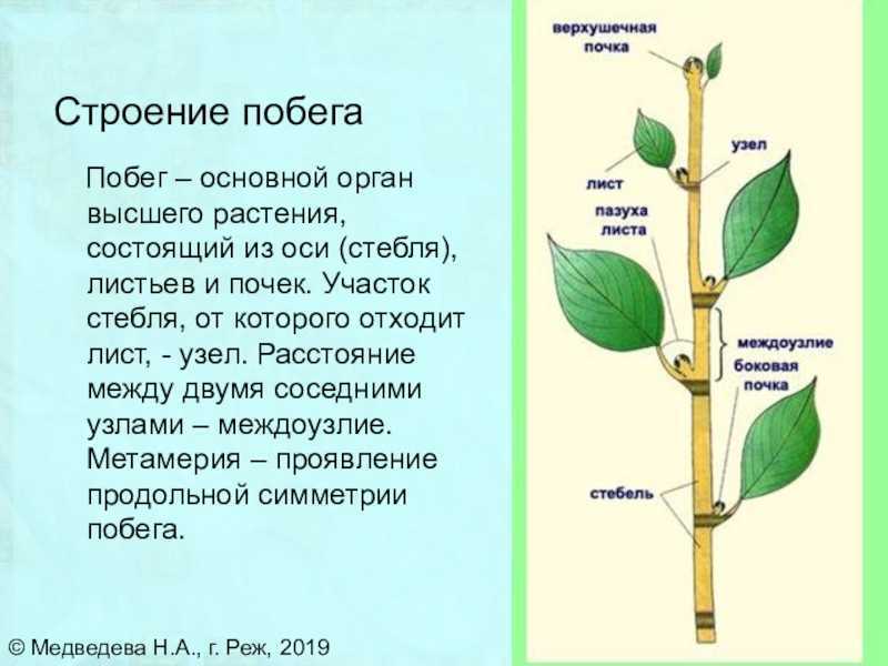 Схема строения побега