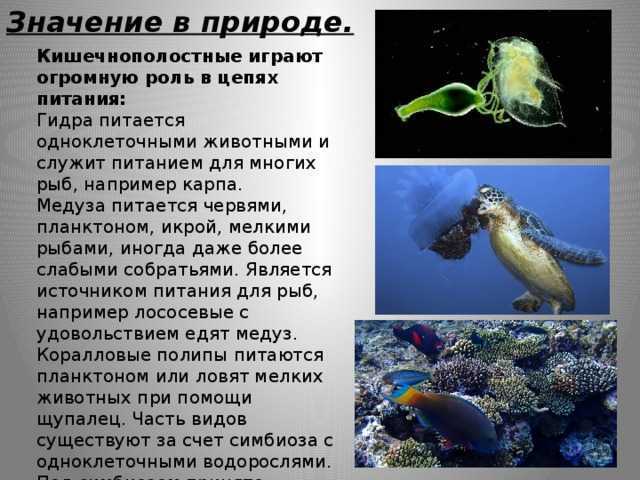 Значение кишечнополостных в жизни