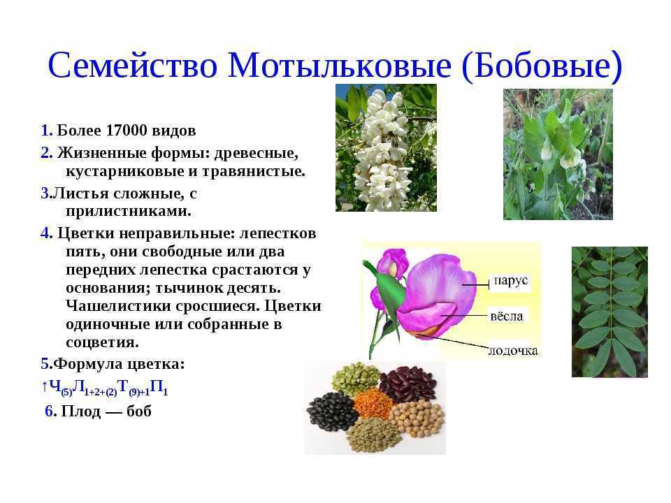 Три примера мотыльковых растений