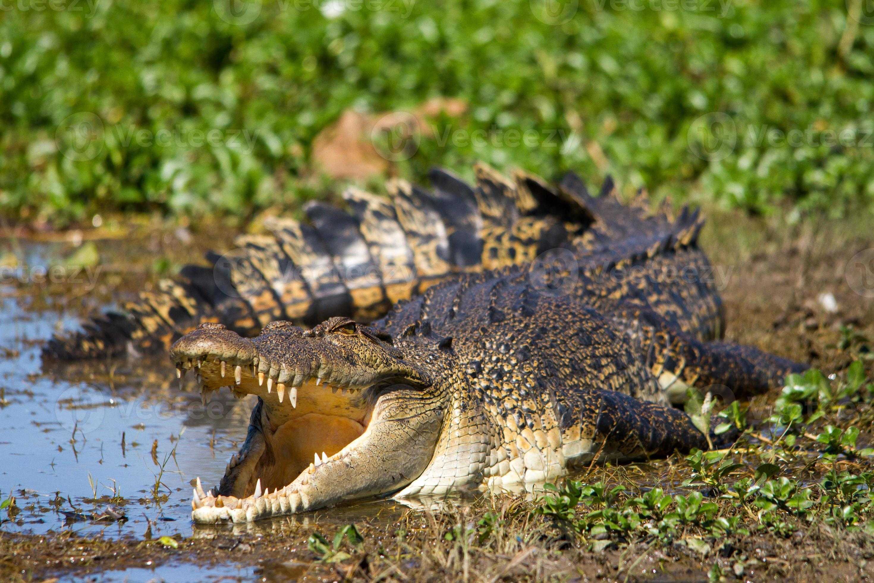 Гребнистый крокодил - настоящие крокодилы  - крокодильи статьи - крокодилы