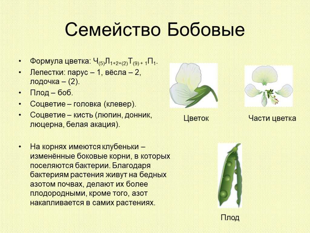 Семейство бобовые характеристика. Клевер формула цветков.