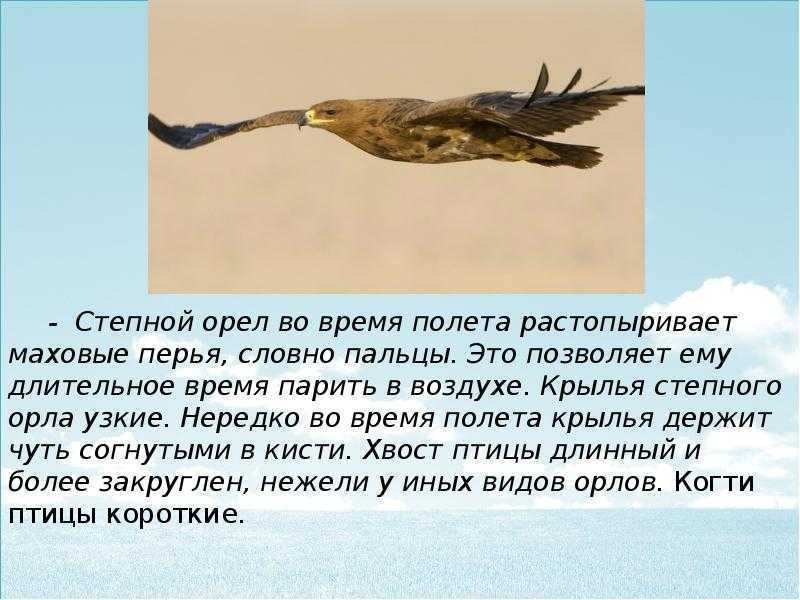 Интересные факты об орлах, описание, виды, среда обитания, рацион, размножение – удивительные факты