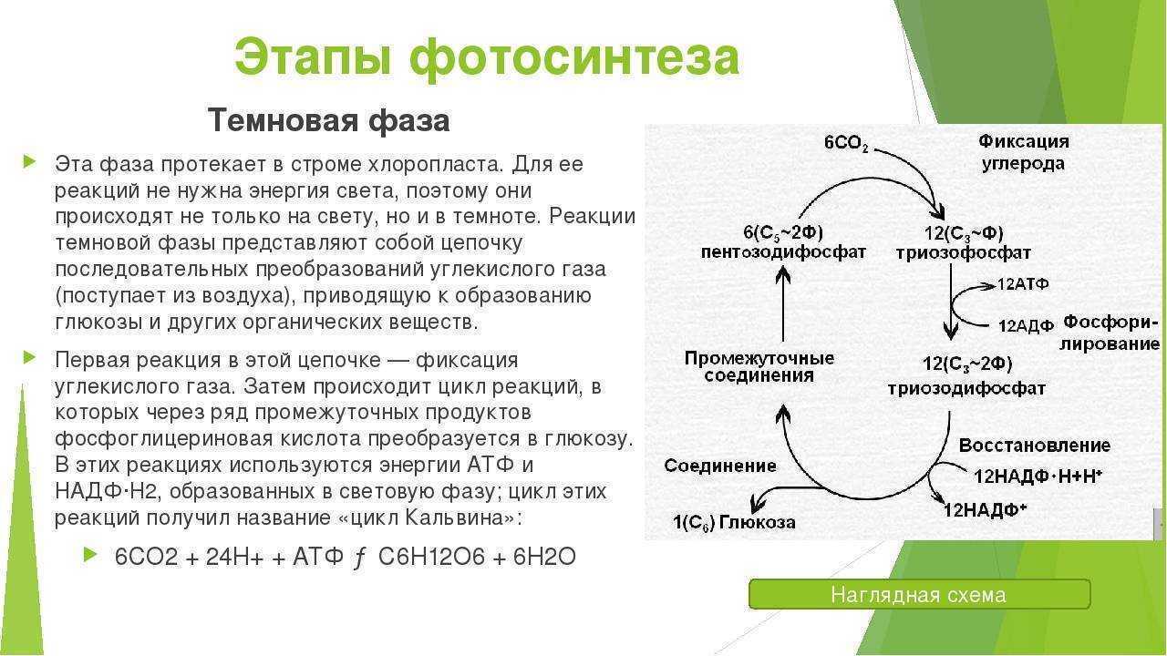 Фотосинтез | наука | fandom