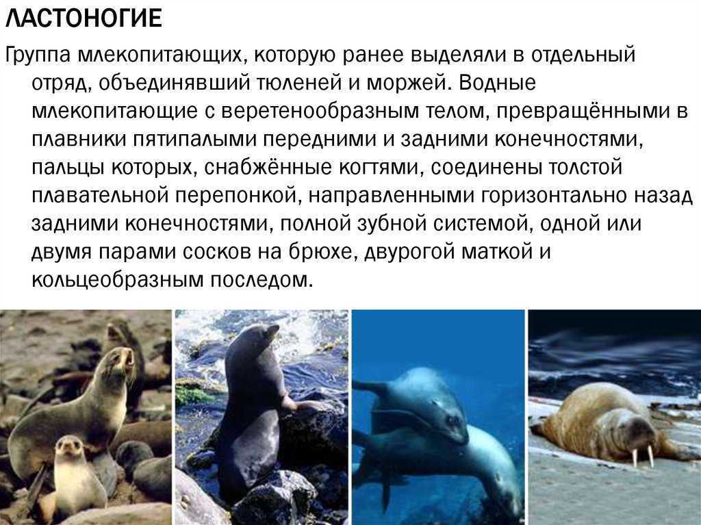 Сравните образ жизни тюленя и кита. Отряды млекопитающих ластоногие. Ластоногие млекопитающие тюлень. Ластоногие млекопитающие характеристика. Отряд ластоногие 7 класс биология.