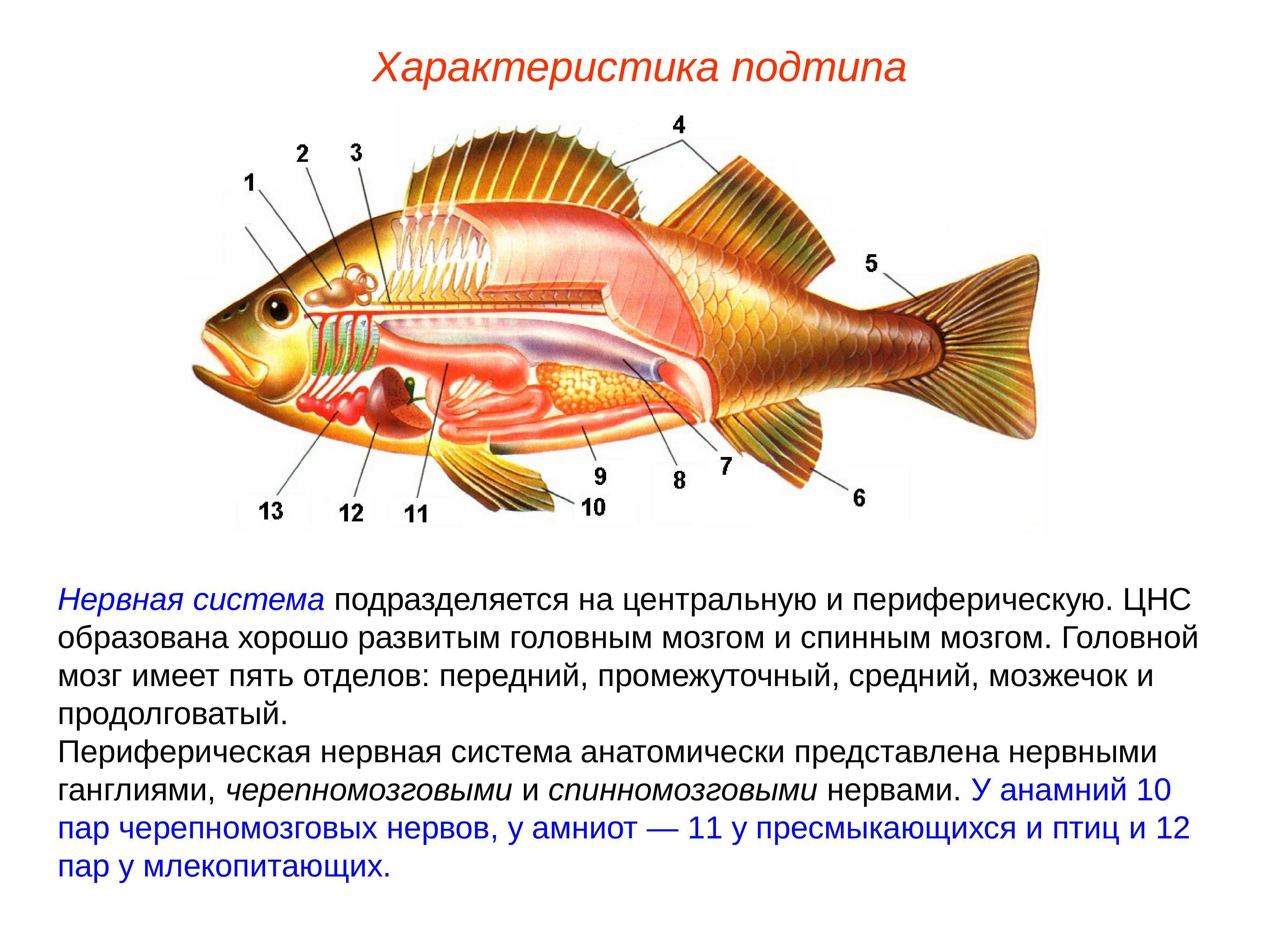 Орган обоняния у рыб. Нервная система костной рыбы 7 класс. Центральная нервная система костных рыб. Системы костных рыб выделительная система. Нервная система костных рыб.