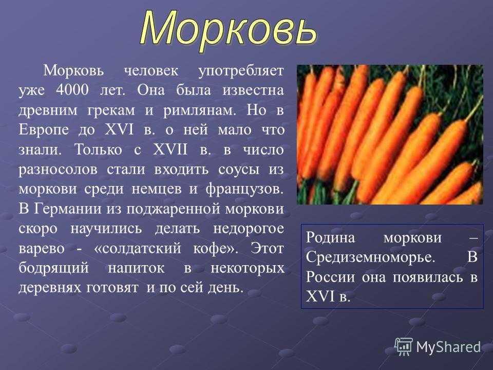 Класс растения морковь. Морковь. Описание моркови. Призентацияна тему морковь. Рассказ про морковь.
