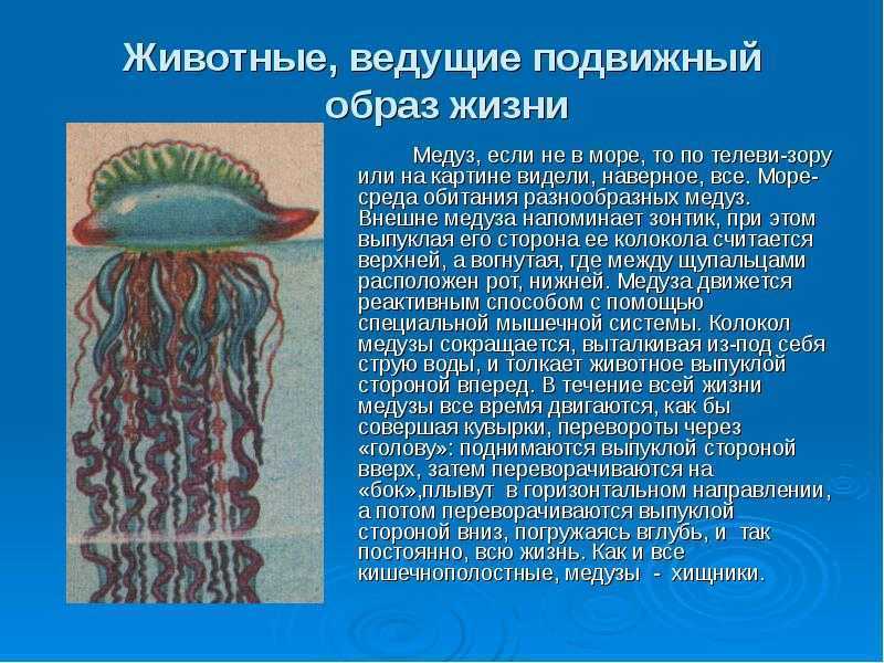 Медуза это животное: среда обитания, характеристика и особенности